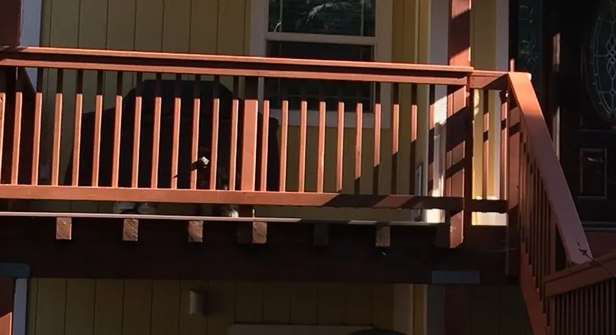 A stained redwood deck railing and framing against freshly painted yellow siding